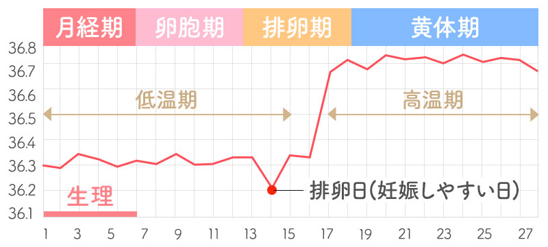 膣性交中の子宮頸部の特徴